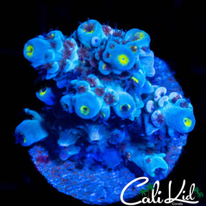 RAINBOW TENIUS CHUNK