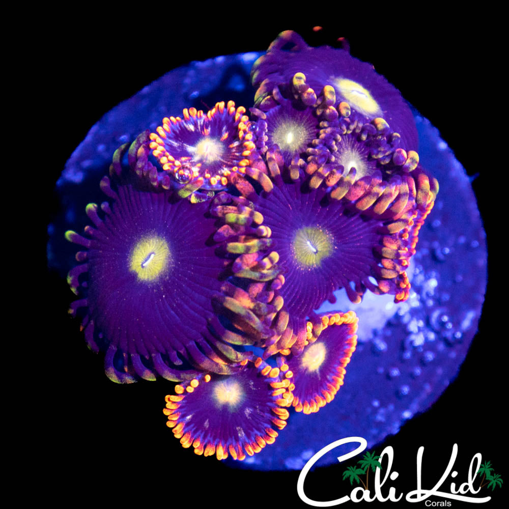 ASSORTED ZOA MINI COLONY