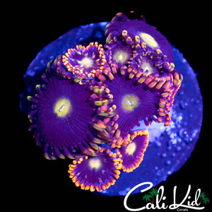 ASSORTED ZOA MINI COLONY