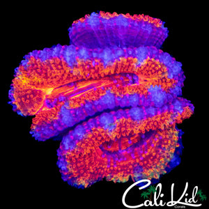RAINBOW ACAN LORD TRIPLE