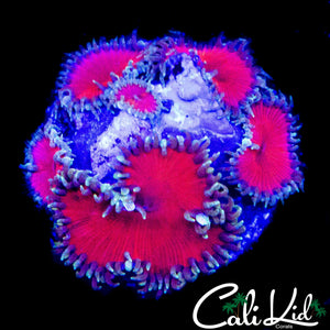 SCARLETT PALY MINI COLONY