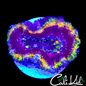 ULTIMATE RAINBOW ACAN
