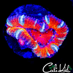 ULTRA RAINBOW ACAN