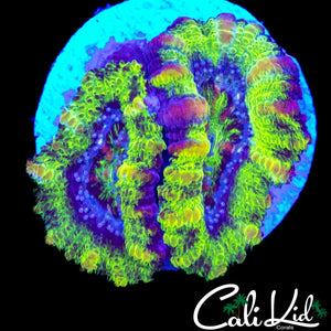 RARE PATTERN ACAN DOUBLE