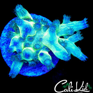 CK BRANCHING CYPHASTREA