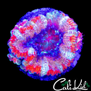 WHITE STRIPE ACAN W/ BABIES