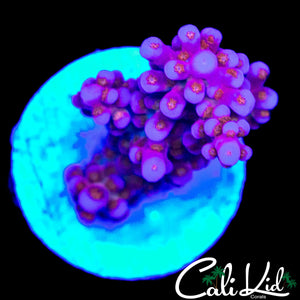 CK POPPIN' BOBA ACRO