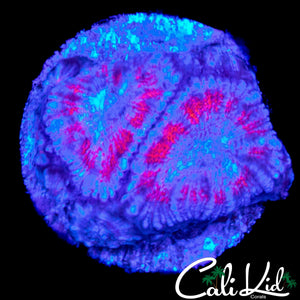 SUPERMAN ACAN QUAD
