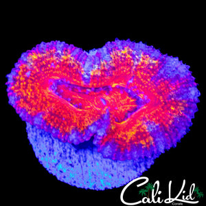 XL RAINBOW ACAN LORD