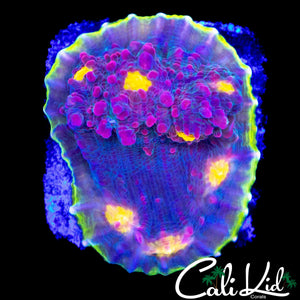 CK MELON HEAD CHALICE