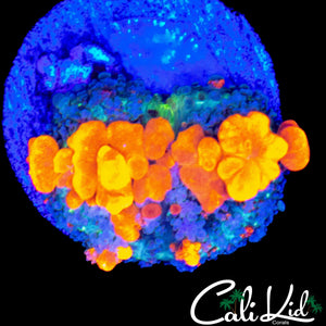 CK ORANGE CRUSH BOUNCE SHROOM