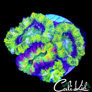 RARE PATTERN ACAN QUAD
