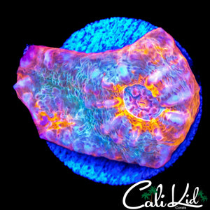 RAINBOW SWIRL CHALICE