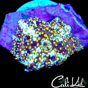 CYCLONE MUSHROOM