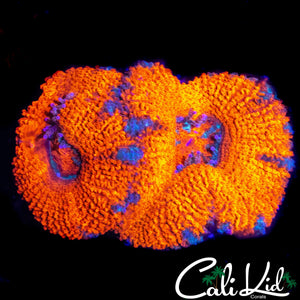 ULTRA ACAN LORD DOUBLE
