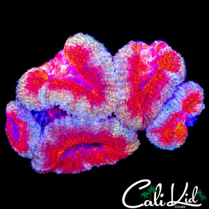 SILVER BULLET ACAN CHUNK