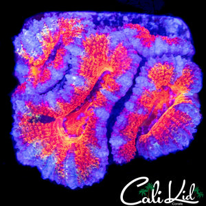 GRAFTED ACAN QUAD