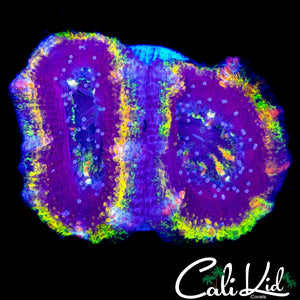 ULTIMATE RAINBOW ACAN LORD DOUBLE