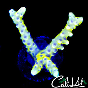 RRC GRAFTED GOLDEN ROD ANACROPORA