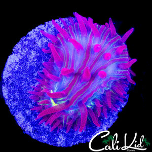 RAINBOW MOUTH DIASERIS