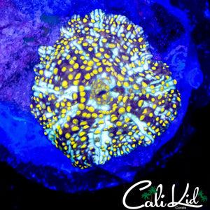 CYCLONE MUSHROOM