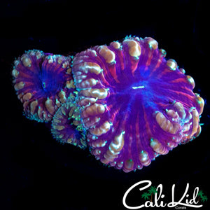 CHROME RIM BUBBLE BLASTO TRIPLE