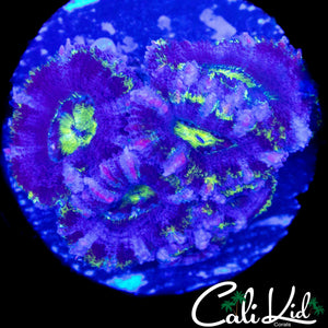 PURPLE STRIPE ACAN TRIPLE