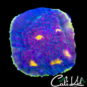 CK MELON HEAD CHALICE