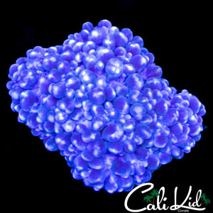 GHOST MINI BUBBLE CORAL