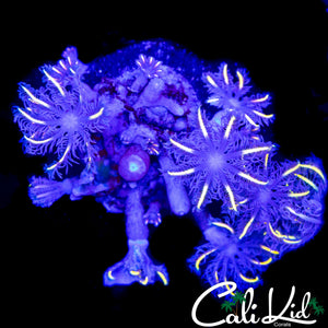 FIREWORKS CLOVES
