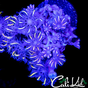 FIREWORKS CLOVES