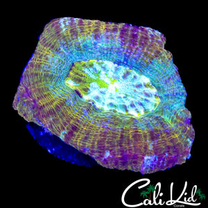 CK RAINBOW BOWERBANKI