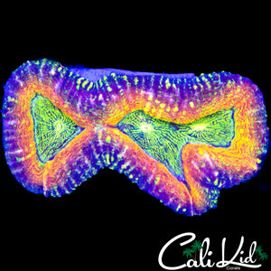 BEAUTIFUL RAINBOW LOBO
