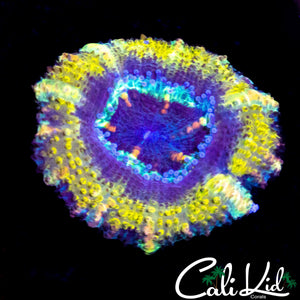 SUPER ACAN LORD