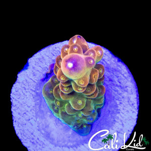 CK OVER THE RAINBOW ACRO