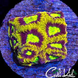 CK FLAMETHROWER FAVIA