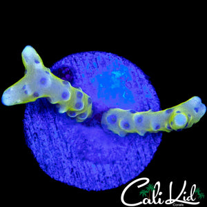 RRC GRAFTED ACACROPORA