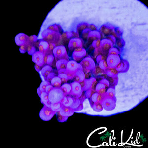 CK POPPIN' BOBA ACRO