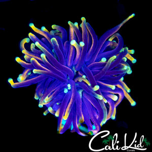 AQUACULTURED DRAGON SOUL TORCH