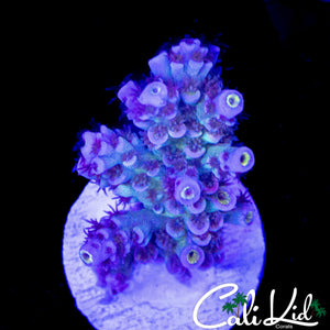 FUZZY RAINBOW TENIUS