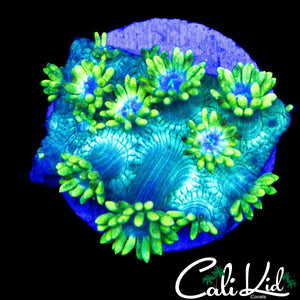 BLUE PETAL GONI