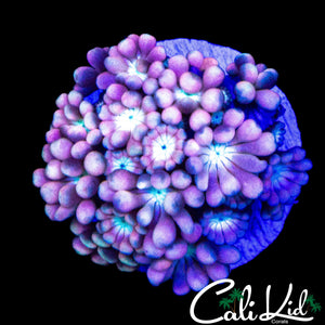 PINK PASSION ALVEOPORA