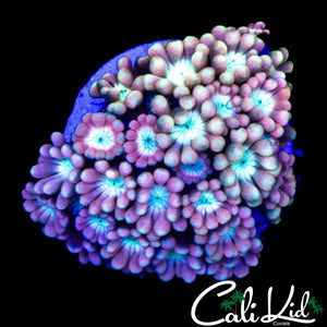 PINK PASSION ALVEOPORA