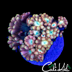 SUPER RAINBOW ALVEOPORA