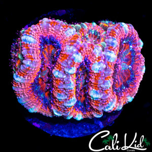 WHITE STRIPE ACAN MINI COLONY