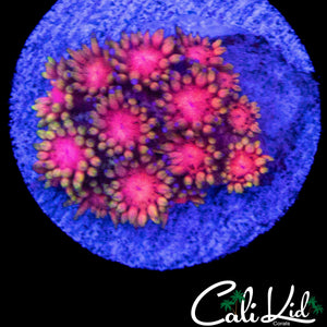 BLINDING PINK GONI