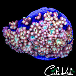 SUPER RAINBOW ALVEOPORA