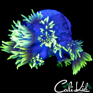 SUNFLOWER GONI