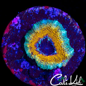 CK YELLOW ABYSS ACAN