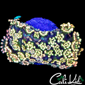 SUPER RAINBOW ALVY CHUNK